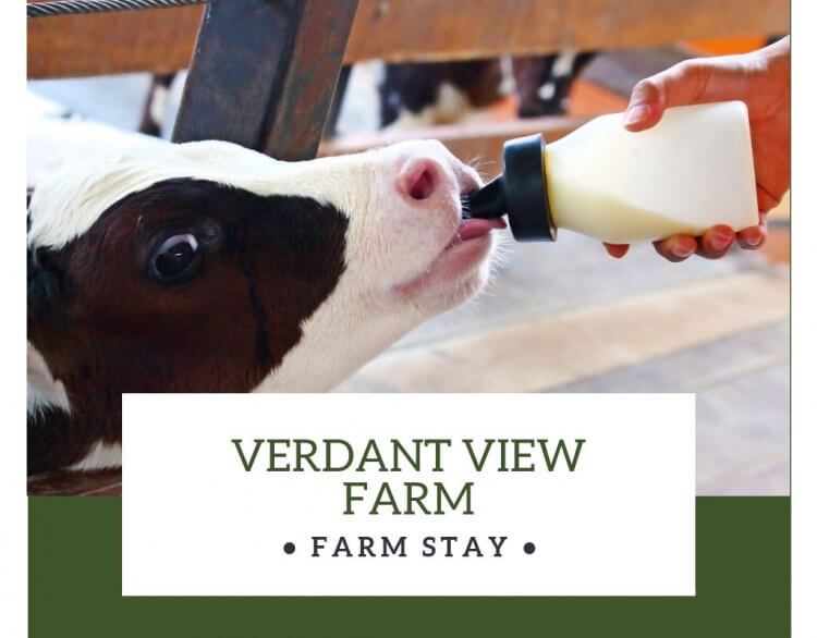 Verdant View Farm: Experience a Farm Stay on a 4th generation farm in Lancaster, PA