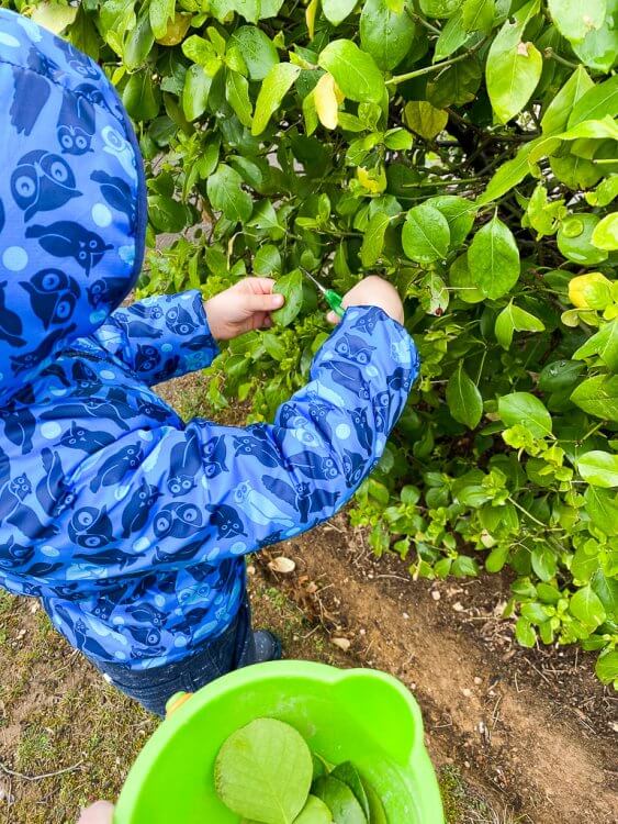 Little boy in an owl jacket clipping leaves off a bush with scissors and placing them in a green bucket.