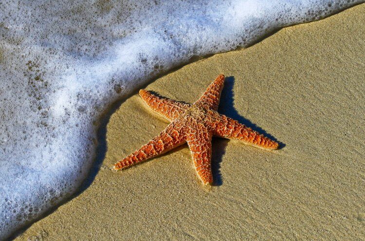Starfish lying on the beach with the waves crashing onto the sand.