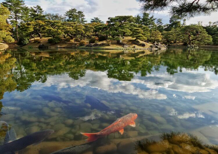 Koi fish swimming in a pond with Japanese gardens around it.