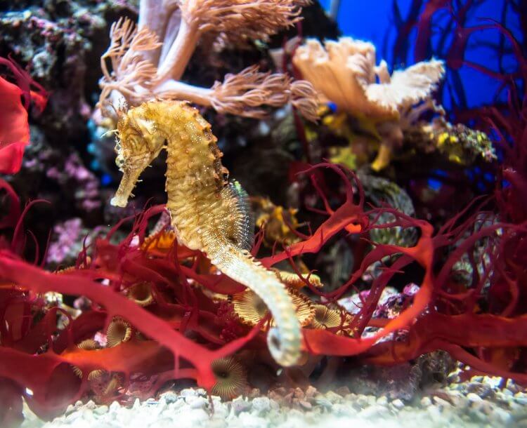Sea Horse near the reef.