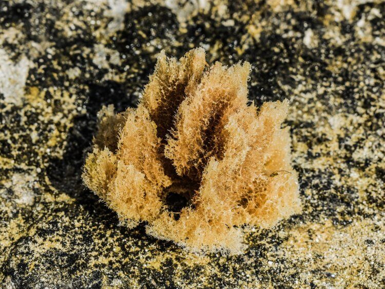 Sea Sponge